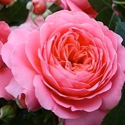 Роза Харкнесса 'Пинк Эбандэнс' /   Pink Abundance, Harkness